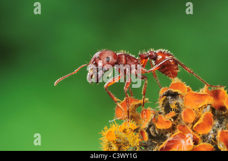 Red Harvester Ant (Pogonomyrmex barbatus), adult on lichen, Laredo, Webb County, Texas, USA Stock Photo