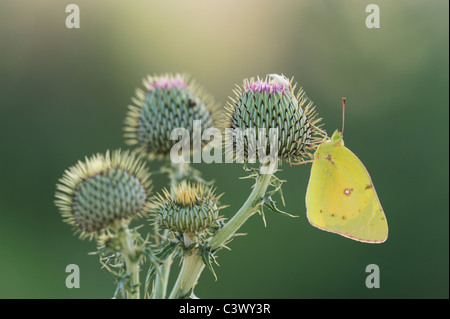 Orange Sulphur (Colias eurytheme), adult on Texas thistle (Cirsium texanum), Laredo, Webb County, South Texas, USA Stock Photo