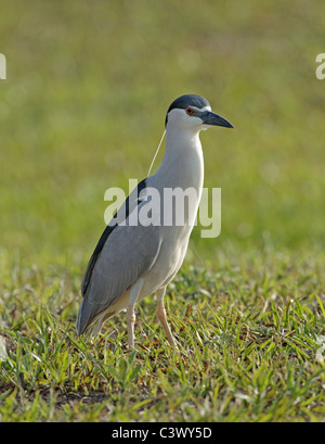 Black-crowned Night Heron on grass at Venice Rookery, Florida. Stock Photo