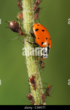 Convergent Ladybug (Hippodamia convergens), adult eating Aphids (Aphidoidea), Laredo, Webb County, South Texas, USA Stock Photo