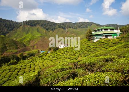 Tea Plantation, Malaysia Stock Photo