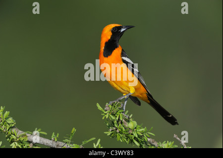 Hooded Oriole (Icterus cucullatus), male perched, Laredo, Webb County, South Texas, USA Stock Photo