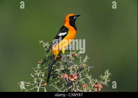 Hooded Oriole (Icterus cucullatus), male perched, Laredo, Webb County, South Texas, USA Stock Photo