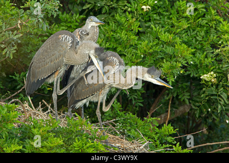 Great Blue Heron chicks on nest, Venice Rookery, Florida, USA. Stock Photo