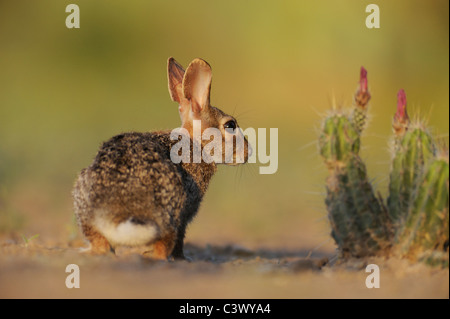 Eastern Cottontail (Sylvilagus floridanus), adult, Laredo, Webb County, South Texas, USA Stock Photo