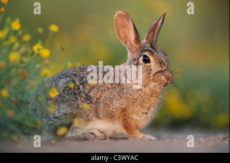 Eastern Cottontail (Sylvilagus floridanus), adult, Laredo, Webb County, South Texas, USA Stock Photo