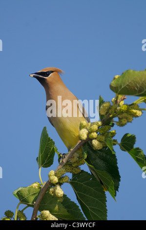 Cedar Waxwing (Bombycilla cedrorum), immature eating Mulberry (Morus sp.), Laredo, Webb County, South Texas, USA Stock Photo