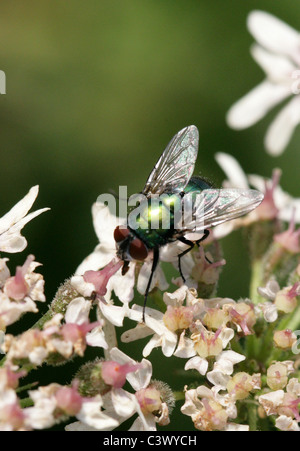 Green Bottle or Greenbottle Fly, Lucilia caesar, Calliphoridae, Diptera. Feeding on Hogweed. Stock Photo