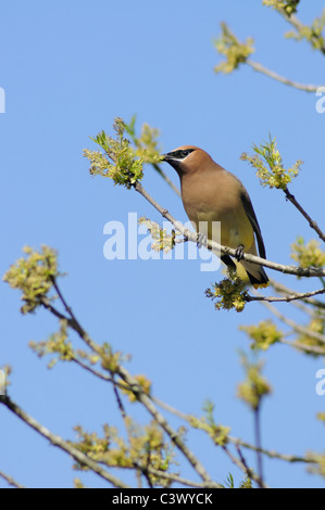 Cedar Waxwing (Bombycilla cedrorum), adult feeding on Pecan tree flowers (Carya illinoinensis), New Braunfels, Texas Stock Photo