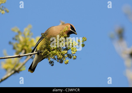 Cedar Waxwing (Bombycilla cedrorum), adult feeding on Pecan tree flowers (Carya illinoinensis), New Braunfels, Texas Stock Photo