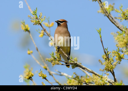 Cedar Waxwing (Bombycilla cedrorum), adult feeding on Pecan tree flowers (Carya illinoinensis), New Braunfels, Texas Stock Photo