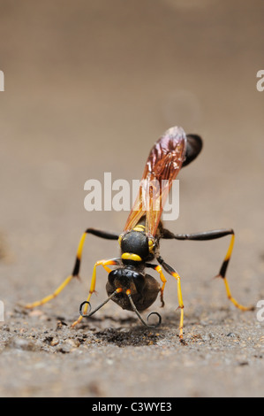 Black and yellow Mud Dauber (Sceliphron caementarium), female collecting mud for nest, Comal County, Hill Country, Central Texas Stock Photo