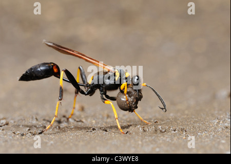 Black and yellow Mud Dauber (Sceliphron caementarium), female collecting mud for nest, Comal County, Hill Country, Central Texas Stock Photo