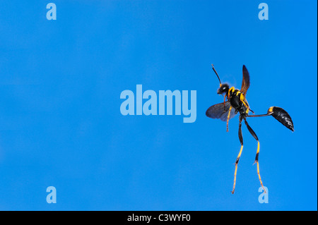 Black and yellow Mud Dauber (Sceliphron caementarium), female in flight, Comal County, Hill Country, Central Texas, USA Stock Photo