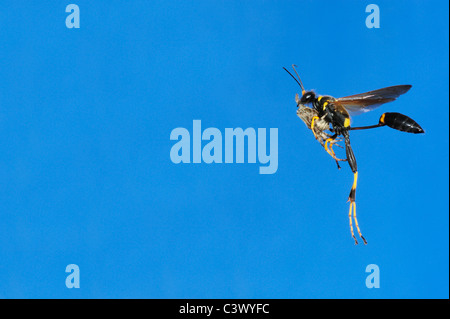 Black and yellow Mud Dauber (Sceliphron caementarium), female in flight with spider prey, Comal County, Hill Country, Texas Stock Photo