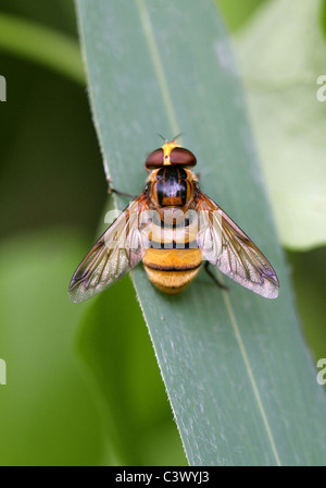 Large Yellow Hoverfly, Volucella inanis, Syrphidae, Diptera. Syn. Musca inanis, Musca annulata, Volucella annulata. Hornet Mimic Stock Photo