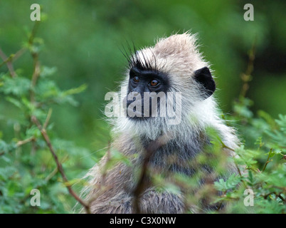 Close-up Grey Langur monkey sitting in foliage Yala National Park Southern Sri Lanka