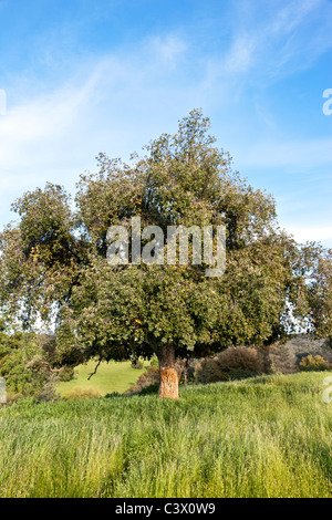 Cork Oak tree, springtime. Stock Photo