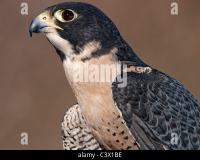 Portrait of a Peregrine Falcon (Falco peregrinus) side view looking off to the left. Stock Photo
