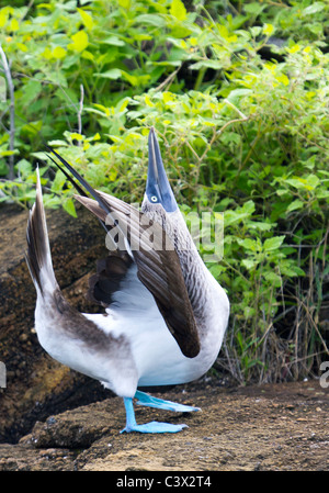 blue-footed booby (Sula nebouxii) courtship dance Puerto Cormoran, Floreana Island, Galapagos Islands, Ecuador Stock Photo