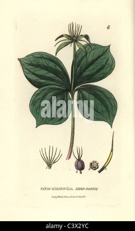 Herb Paris, Paris quadrifolia. Stock Photo