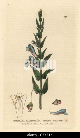 Common skull-cap, Scutellaria galericulata. Stock Photo