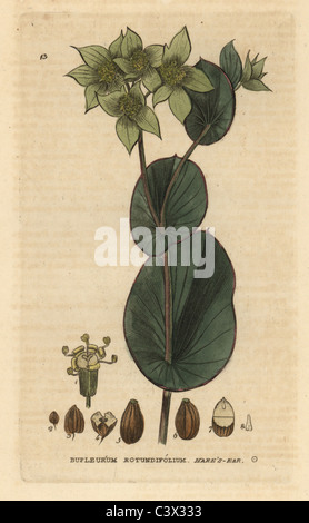 Hare's ear, Bupleurum rotundifolium. Stock Photo