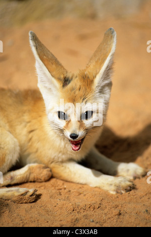 Algeria. Near Ouargla, in the Eastern Sandsea. (Grand Erg Oriental). Sahara desert. Fennec. Fennecus Zerda. Stock Photo