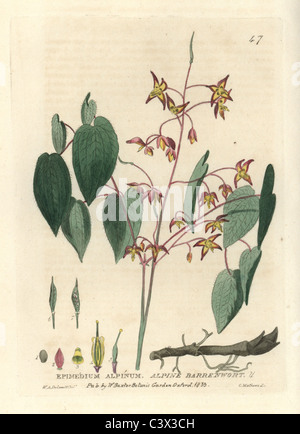 Alpine barrenwort, Epimedium alpinum. Stock Photo