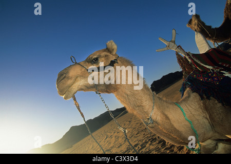 Algeria, Djanet, Sahara Desert, Camel, portrait. Stock Photo