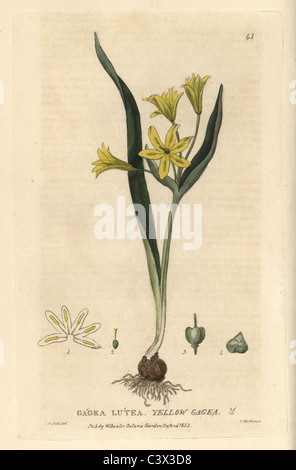 Yellow gagea, Star of Bethlehem, Gagea lutea. Stock Photo