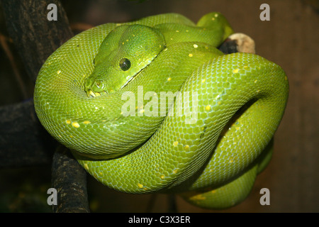 Green Python Chondropython viridis Taken at Chester Zoo, UK Stock Photo