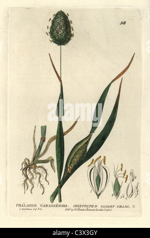 Canary grass, Phalaris canariensis. Stock Photo