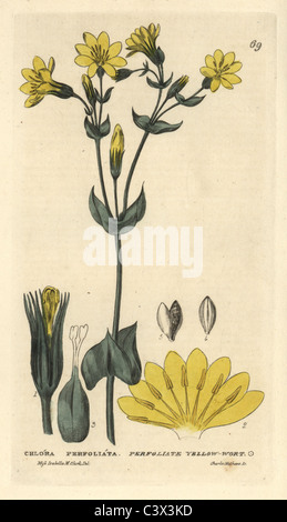 Perfoliate yellow-wort, Chlora perfoliata, Blackstonia perfoliata. Stock Photo