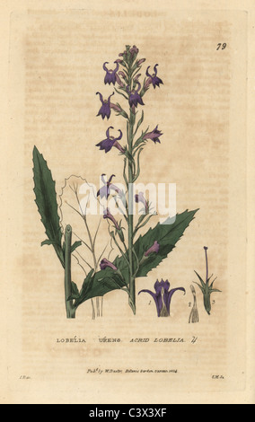 Acrid lobelia, Lobelia urens. Stock Photo