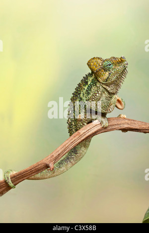 High Casqued Chameleon, Male, Chamaeleo hoehnelii, Nyahururu, Kenya ...