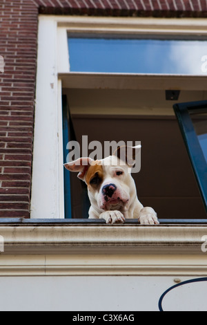 Dog looking out a window, The Hague, Netherlands Stock Photo