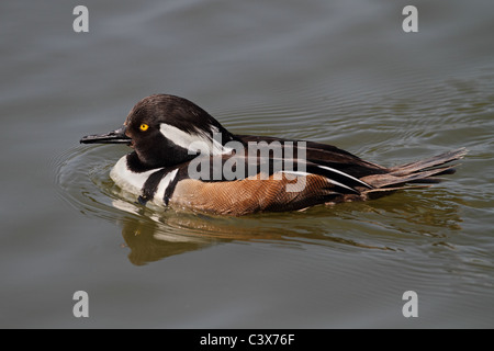 Hooded Merganser Lophodytes cucullatus Stock Photo