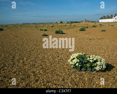 Crambe maritima sea kale growing on shingle beach Shinge Street Sufolk England Stock Photo