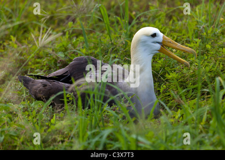 nesting Waved Albatross, Phoebastria irrorata, Punta Suarez, Espanola Island, Galapagos Islands, Ecuador Stock Photo