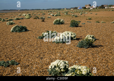 Crambe maritima sea kale growing on shingle beach Shinge Street Sufolk England Stock Photo