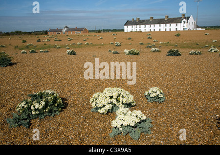 Crambe maritima sea kale growing on shingle beach Shinge Street Sufolk England Stock Photo