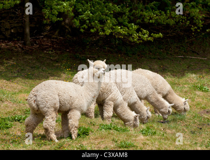 Alpacas Vicugna pacos on a farm at Eyam Derbyshire Peak District National Park England GB UK Europe Stock Photo