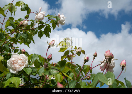 Palest Pink / White rose - Rosa Madame Alfred Carriere - with pink buds - against a blue and white cloudy summer sky. Stock Photo