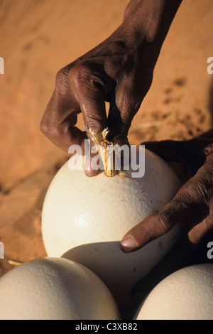 Namibia. Kalahari desert near Keetmanshoop. Bushman using ostrich egg as waterbottle. Stock Photo