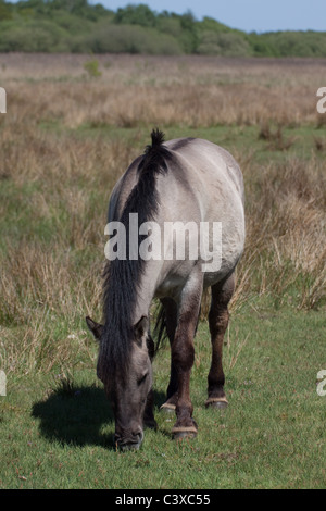 Exmoor Ponies brought in to graze at Redgrave and Lopham Fen Suffolk Wildlife Trust Nature Reserve, Suffolk, England Stock Photo