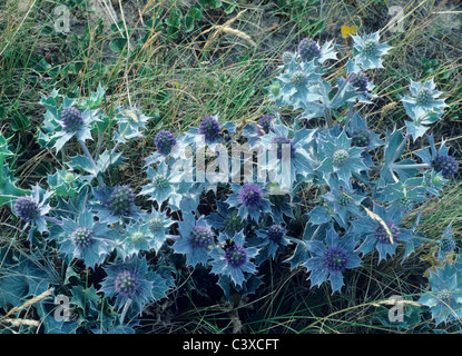 Eryngium maritimum, Sea Holly blue wild flower flowers hollies sand dune dunes Stock Photo