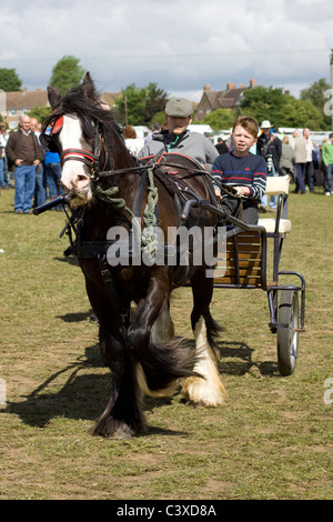 Horses at Stow Horse Fair Cotswolds England Stock Photo