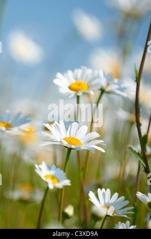 Close-up view of daisies in field in full bloom