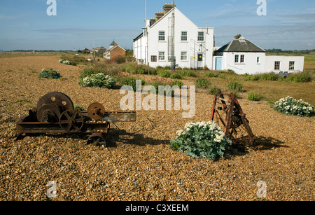 Crambe maritima sea kale growing on shingle beach Shinge Street Sufolk England Stock Photo